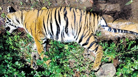 Two tigers (a mother and a sub-adult) were found dead at close range in a tea estate in Bitherkadu forest range in Gudalur forest division on Tuesday afternoon