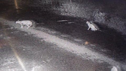 Leopard and her cubs caught on CCTV camera