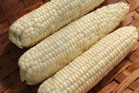 Desi Corn: A Heritage in Peril?