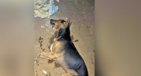 Odisha man poisons four dogs to death in Nemalo village