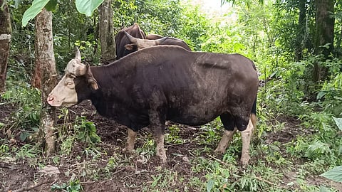 Mithun is the state animal of Arunachal Pradesh and Nagaland and found also in the hills of Mizoram and Manipur (Photo | Special arrangement)