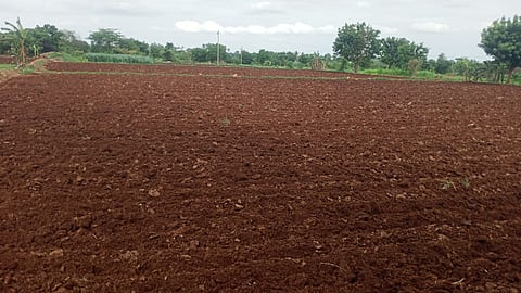Maize cultivation at K Eraiyur in Perambalur 