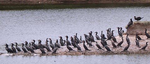 Flock of Cormorant birds in the samanatham tank.