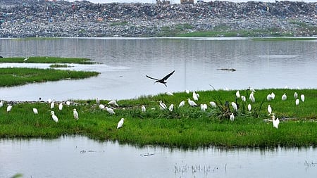 Pallikaranai marshland