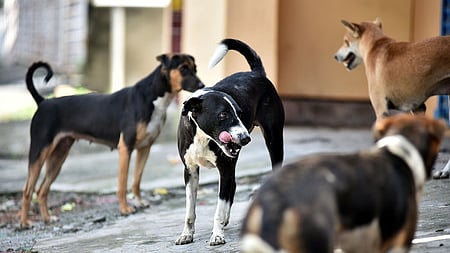 Stray dogs.