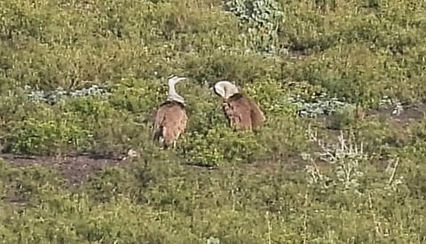 We have requested the government to give permission to GPS-tag these birds