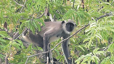Gray langur