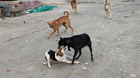 Stray dogs