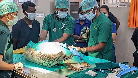 Despite challenges, the veterinary team led by assistant surgeon K Sridhar opted for an internal fixation surgery using a modified rush pinning technique.