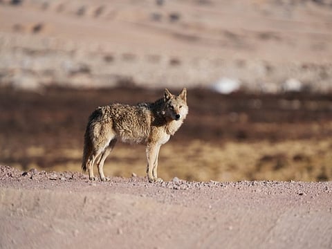 Forest dept using colourful teddy dolls soaked in children's urine to catch wolves in UP's Bahraich