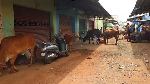 Stray cattle at large seen wandering around the Mattuthavani vegetable market and in Madurai.