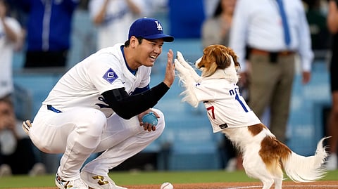 Los Angeles Dodgers' Shohei Ohtani congratulates his dog Decoy after Decoy delivered the ceremonial first pitch prior to a baseball game between the Dodgers and the Baltimore Orioles, in Los Angeles, Aug. 28, 2024. 