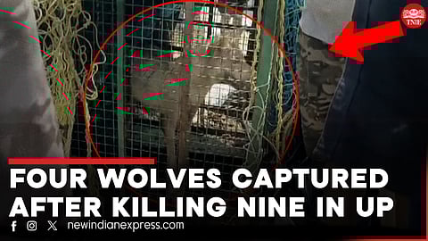 Fourth wolf captured after pack killed nine people in 45 days in UP's Bahraich
