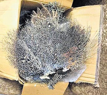 Sea fans seized during the raid 
