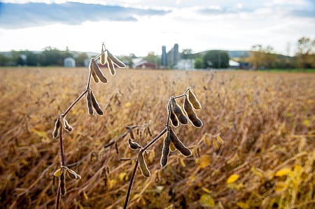 Soybean plants