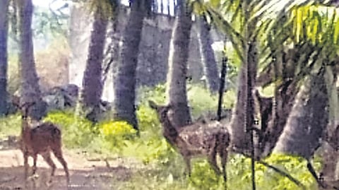 Spotted deer intruding into farmlands, fields in Kamanaickenpalayam village in Tirupur district