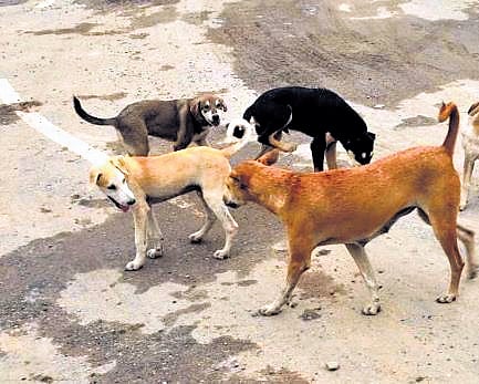 Stray dog attacks: Thiruvananthapuram corporation intensifies vax drive, plans to tie up with NGOs