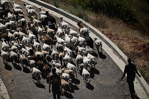 The Rigveda, one of the oldest texts in Indian literature dating back to around 1500 BC, makes several references to pastoral life and sheep rearing.