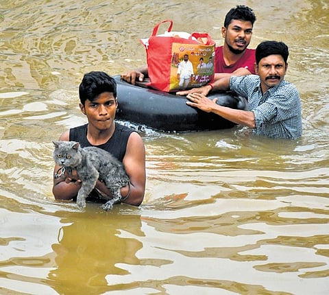 Pet lovers carefully shift their cat as they wade through flood water at Sitara centre in Vijayawada on Monday