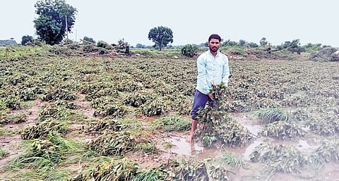 A farmer tends to his flood-hit field in Thirumalayapalem mandal on Tuesday