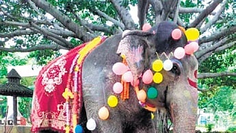 Kharsel, the elephant which lorded over Debrigarh, dies at 65 