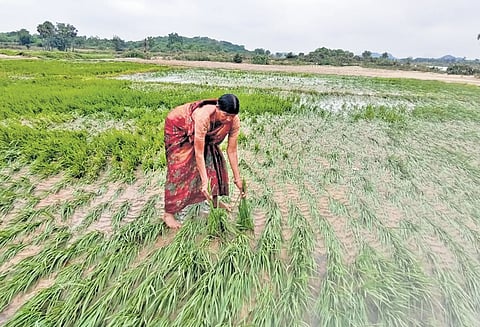 A woman checks damaged paddy crop in her field at Ramanathanda in Thirumalayapalem mandal of Khammam district