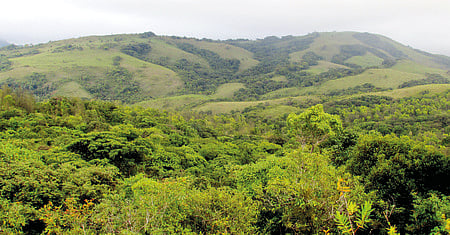 A scheduled tribe woman was killed in a tiger attack near Priyadarshani Estate in Pancharakolli, Mananthavady.