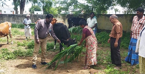 Vets show farmers the way to raise healthy fodder crops in Perambalur