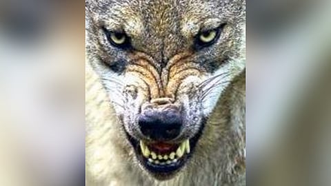 Revenge tendency among wolves behind spate of attacks in UP's Bahraich: Expert 