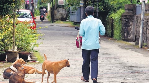 Quarter of stray dog samples in Thiruvananthapuram test rabies positive