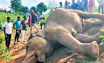A few residents of Phulaputi village found the carcass in a cotton orchard in the morning and informed forest officials.