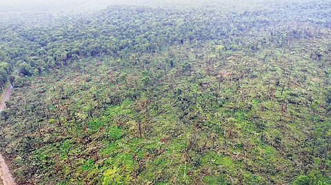 1,00,000 trees uprooted by rare weather event in Telangana