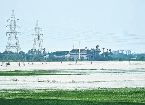 Paddy has suffered the most, with 28,628 hectares damaged, followed by cotton on 2,361 hectares