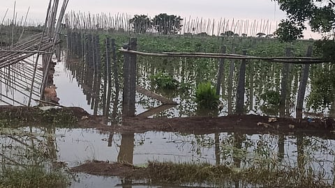Horticulture crops inundated in flood water