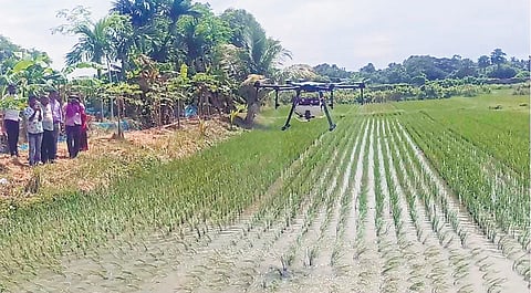 During the demonstration, a drone was used to spray Bispyribac Sodium, a widely used post-emergence, broad-spectrum herbicide on land.