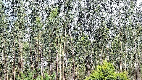 Bharat Electronics Limited proposes  to  fell 900 trees on campus, enraging greens in Bengaluru 