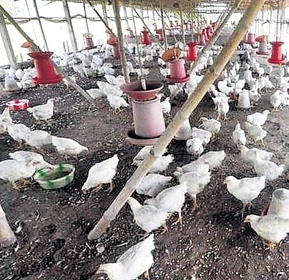Bengal bans poultry birds, eggs from Odisha after bird flu outbreak in Puri