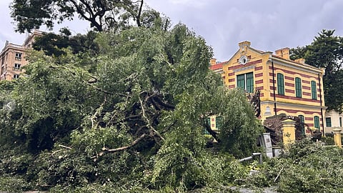 A tree uprooted by Typhoon Yagi lies on the road in Hanoi.