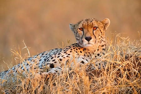 Kuno awaits more cubs as one of the cheetahs pregnant, may deliver soon