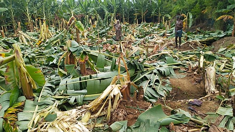 Elephants have damaged hundreds of banana and coconut trees near the foot of hills at Thelanthi area in Kanniyakumari district.