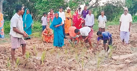 Residents of Sankarshai in Balikuda block transplanted paddy saplings on a muddy road 