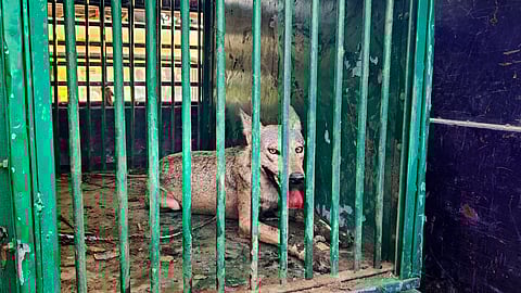 Another wolf, part of a pack which has allegedly killed several people, after being captured in Bahraich district.
