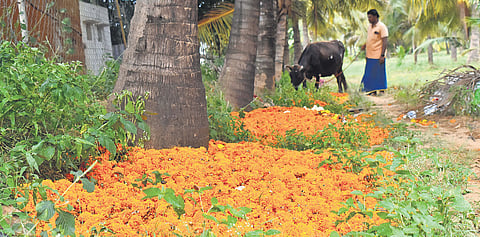 Tonnes of flowers were left to rot on the field due to low demand 