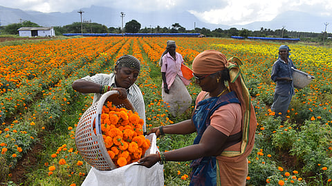 IN PICS | TN flower farmers face setback amid Kerala govt cancels state level Onam celebrations
