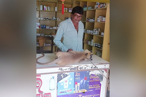 Odisha: Monkey ‘seeks’ treatment at medical shop