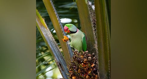 The rare Alexandrine parakeets captured by Bright Roy. 