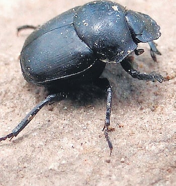 ●●Kalimantan Dung Beetle Gen．sp．野外採集品 昆虫 甲虫 虫 コガネムシ コガネ 糞虫 フンチュウ 剥製 科学 自然 博物学 学術標本 標本 Researchers report new dung beetle species in Hesaraghatta