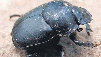 A significant portion of this dung is processed and decomposed by dung beetles, which belong to the family Scarabaeidae.
