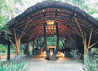 Golden grass: What all can Kerala do with the bamboo?