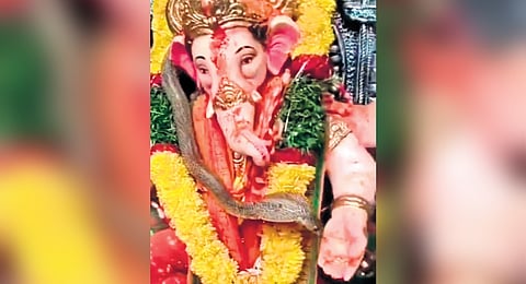 A cobra coils around a Ganesh idol in Jagtial on Monday